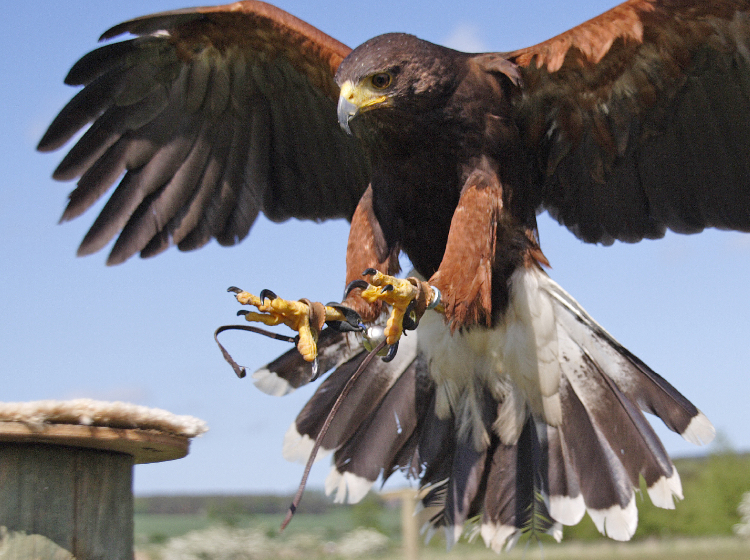 Birds of Prey - Become a Medieval Falconer - Oxford Castle & Prison